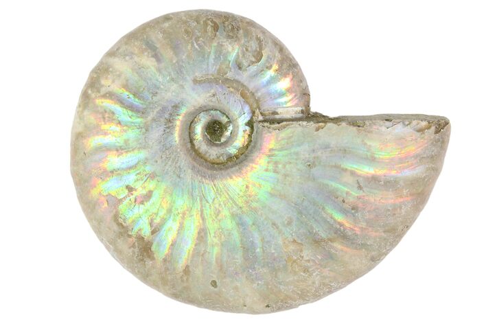 1" Silver Iridescent Ammonite Fossils - Photo 1